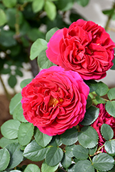 Heathcliff Rose (Rosa 'Ausnipper') at Lakeshore Garden Centres