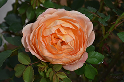 Lady Of Shalott Rose (Rosa 'Ausnyson') at Mainescape Nursery
