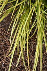 EverColor Everoro Japanese Sedge (Carex oshimensis 'Everoro') at Lakeshore Garden Centres