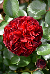 Canyon Road Rose (Rosa 'Meiscarlebo') at Lakeshore Garden Centres