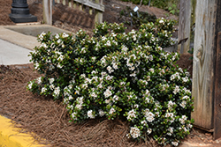 Southern Moon Yedda Hawthorn (Rhaphiolepis umbellata 'RutRhaph1') at Lakeshore Garden Centres