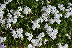 Spring White Moss Phlox (Phlox subulata 'Spring White') at Golden Acre Home & Garden