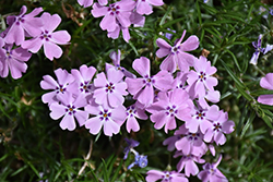 Eco Flirty Eyes Trailing Phlox (Phlox nivalis 'Eco Flirty Eyes') at Lakeshore Garden Centres