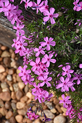 Spring Pink Moss Phlox (Phlox subulata 'Spring Pink') at Lakeshore Garden Centres