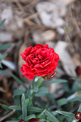 Sunflor Maserati Carnation (Dianthus caryophyllus 'Sunflor Maserati') at Lakeshore Garden Centres