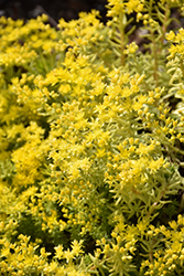 Lemon Ball Stonecrop (Sedum rupestre 'Lemon Ball') at Lakeshore Garden Centres