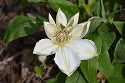 Jerzy Popieluszko Clematis (Clematis 'Jerzy Popieluszko') at Lakeshore Garden Centres