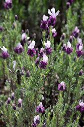 Bandera Pink Spanish Lavender (Lavandula stoechas 'Bandera Pink') at Lakeshore Garden Centres