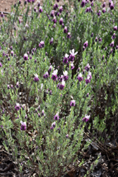 Bandera Pink Spanish Lavender (Lavandula stoechas 'Bandera Pink') at Lakeshore Garden Centres
