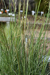 Golden Oats (Stipa gigantea) at Lakeshore Garden Centres