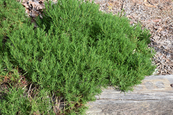 Green Lavender Cotton (Santolina rosmarinifolia) at Lakeshore Garden Centres