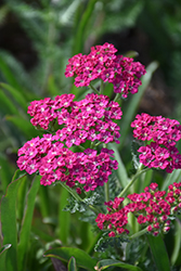 Ritzy Rose Yarrow (Achillea millefolium 'ACBZ0003') at Lakeshore Garden Centres