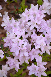 River Mist Azalea (Rhododendron 'River Mist') at Lakeshore Garden Centres