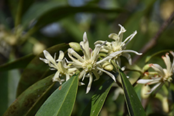 White-flowered Florida Anise Tree (Illicium floridanum 'Album') at Lakeshore Garden Centres
