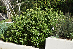 Yellow Anise Tree (Illicium parviflorum) at Lakeshore Garden Centres