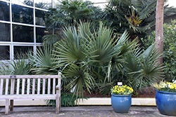 Dwarf Palmetto (Sabal minor) at Lakeshore Garden Centres