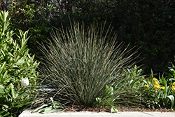 California Gray Rush (Juncus patens) at Lakeshore Garden Centres