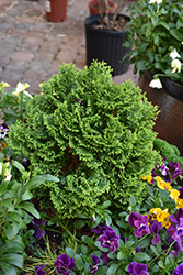 Hot Head Arborvitae (Thuja occidentalis 'RutThu#1') at Lakeshore Garden Centres