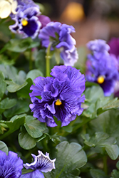 Flirty Skirts Pansy (Viola x wittrockiana 'Flirty Skirts') at Lakeshore Garden Centres