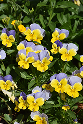 Matrix Morpheus Pansy (Viola 'PAS460054') at Lakeshore Garden Centres
