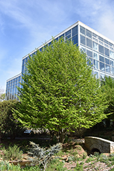 Persian Parrotia (multi stem) (Parrotia persica (multi stem)) at Lakeshore Garden Centres
