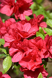 Christmas Cheer Azalea (Rhododendron 'Christmas Cheer') at Lakeshore Garden Centres