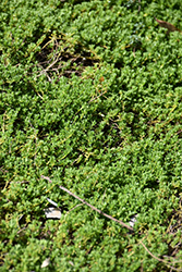 English Wedgewood Thyme (Thymus 'English Wedgewood') at Lakeshore Garden Centres