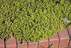 Archer's Gold Thyme (Thymus x citriodorus 'Archer's Gold') at Lakeshore Garden Centres