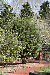 Fruitland Fortune's Osmanthus (Osmanthus x fortunei 'Fruitlandii') at Lakeshore Garden Centres