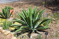 Logan Calhoun Giant Agave (Agave salmiana var. ferox 'Logan Calhoun') at Lakeshore Garden Centres