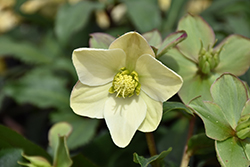 HGC Winter's Song Hellebore (Helleborus 'COSEH 740') at Lakeshore Garden Centres
