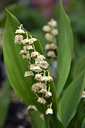 Lily-Of-The-Valley (Convallaria majalis) at Peter Knippel Garden Centre