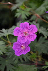 Tiny Monster Cranesbill (Geranium 'Tiny Monster') at Peter Knippel Garden Centre
