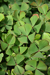 European Water Clover (Marsilea quadrifolia) at Lakeshore Garden Centres