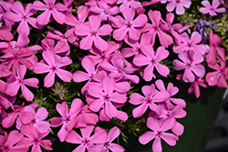 Moss Phlox (Phlox subulata) at Lakeshore Garden Centres