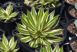 Quadricolor Century Plant (Agave lophantha 'Quadricolor') at Lakeshore Garden Centres