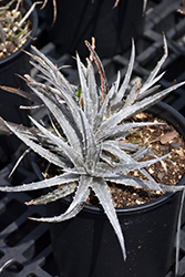Nickel Silver Dyckia (Dyckia 'Nickel Silver') at Lakeshore Garden Centres