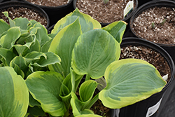 Shadowland Seducer Hosta (Hosta 'Seducer') at Mainescape Nursery