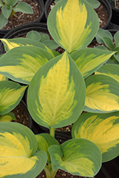 Forbidden Fruit Hosta (Hosta 'Forbidden Fruit') at Peter Knippel Garden Centre