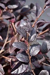 Red Diamond Fringeflower (Loropetalum chinense 'Shang-Red') at Lakeshore Garden Centres