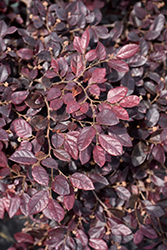 Plum Gorgeous Fringeflower (Loropetalum chinense 'Plum Gorgeous') at Lakeshore Garden Centres