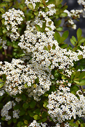 Mrs. Schiller's Delight Viburnum (Viburnum obovatum 'Mrs. Schiller's Delight') at Lakeshore Garden Centres