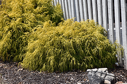 Paul's Gold Threadleaf Falsecypress (Chamaecyparis pisifera 'Paul's Gold') at Lakeshore Garden Centres