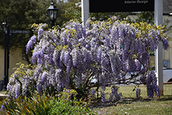 Japanese Wisteria (Wisteria floribunda) at Peter Knippel Garden Centre