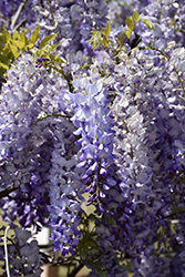 Lavender Falls Wisteria (Wisteria floribunda 'Betty Tam') at Lakeshore Garden Centres