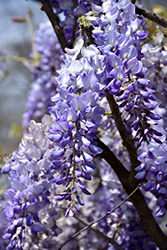 Japanese Wisteria (Wisteria floribunda) at Peter Knippel Garden Centre