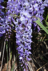 Lawrence Wisteria (Wisteria floribunda 'Lawrence') at Lakeshore Garden Centres