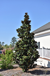 Teddy Bear Magnolia (Magnolia grandiflora 'Southern Charm') at Lakeshore Garden Centres