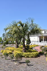 Mule Palm (Butiagrus nabonnandii) at Lakeshore Garden Centres
