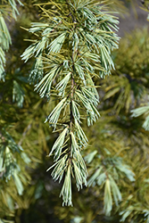 Cream Puff Deodar Cedar (Cedrus deodara 'Cream Puff') at Lakeshore Garden Centres